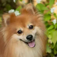 سگ پامر نر زیبا