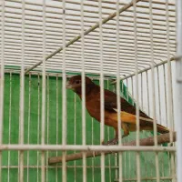 یک جفت قناری دارچینی یا سوخته|پرنده|لنگرود, |دیوار