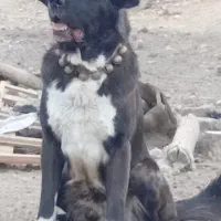 واگذاری ی قلاده نر ۲ساله همه چیز تموم|سگ|پیر بکران, |دیوار