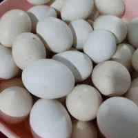 تخم مرغ محلی