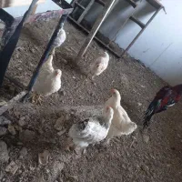 مرغ  جوجه محلی برهما