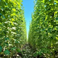 تا اتمـام موجـودی  صـنـوبــر با تخفـیف شگـفت‌انگیز|خدمات باغبانی و درختکاری|ساوه, |دیوار