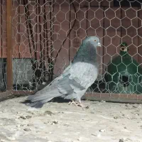 جوجه گلبسر معاوضه با هر پرنده ای|پرنده|شیراز, گویم|دیوار