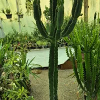 کاکتوس بزرگ|گل و گیاه طبیعی|تهران, شهرک چیتگر|دیوار