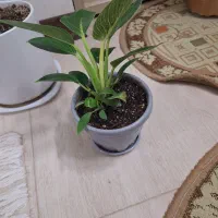 گل فیلودندرون برکین همره با گلدان ویژه|گل و گیاه طبیعی|شاهین‌شهر, نسیم ۵|دیوار