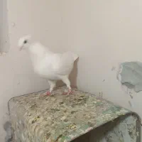 چند عدد کبوتر