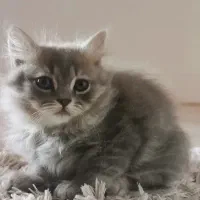 بچه گربه اسکاتیش لانگ هیر|گربه|گرگان, |دیوار