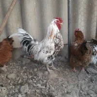 خروس گلین لری اصیل چهل تاج کیفیت بالا|حیوانات مزرعه|اصفهان, خرم|دیوار