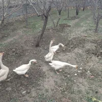 قوغاز گردن ماری