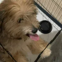 سگ نژاد شیتزو|سگ|مشهد, ابوذر|دیوار