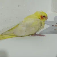 بچه عروس هلندی