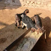 بزغاله‌چاق