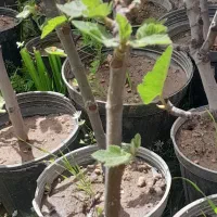 نهال انجیر سیاه و زرد باکیفیت