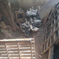 فروش غاز|حیوانات مزرعه|رزن, |دیوار