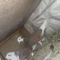 سلام نزدیک ۲۰تا کفتر خوب فروش به علت رفتن به خدمت