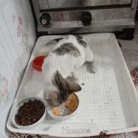 بچه گربه نر|گربه|گرگان, |دیوار