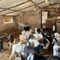 بره برغاله میش|حیوانات مزرعه|مهدی شهر, |دیوار