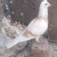 یک جفت نروماده کلکسیونی عتیقه