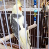 عروس هلندی|پرنده|گرگان, |دیوار