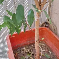 گل، (درختچه)بنجامین دو رنگ|گل و گیاه طبیعی|هشتگرد, مدرس|دیوار