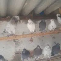 ۱۲۰ عدد کبوتر جفتی چهارصد تومان