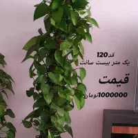 گل پتوس فروش فوری|گل و گیاه طبیعی|اصفهان, الهیه|دیوار