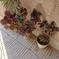 گل اوسن یوسف|گل و گیاه طبیعی|سبزوار, گلشن|دیوار