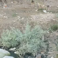 جوجه محلی