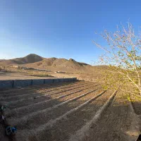 زمینه کشاورزی زیر کشت زعفران(قیمت توافقی)|فروش زمین و ملک کلنگی|نیاسر, |دیوار