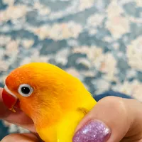 دوتا کوتوله برزیلی گمشده
