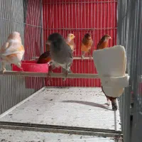 قناری جوان|پرنده|فولادشهر, زاینده رود|دیوار