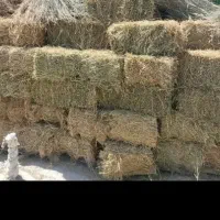 اوت تازه برای گوسفند اسب گاو
