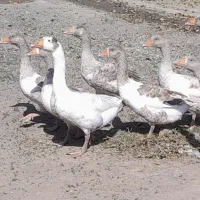 غاز محلی|حیوانات مزرعه|انگوت, |دیوار