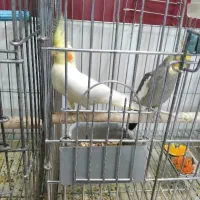 عروس هلندی مولدوجوجه