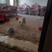 سگ تربیت شده خونگی