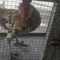 یک ماده سفید چشم سفید ستا لاری بدردبخور