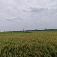 فروش زمین کشاورزی