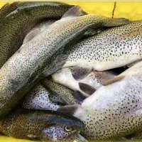 ماهی قزل‌آلا