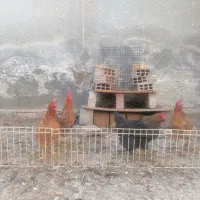 مرغ تخمگذار