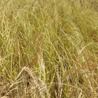 شالی دم سیاه