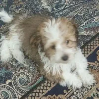 فروش سگ شیتزو کراس شناسنامه دار