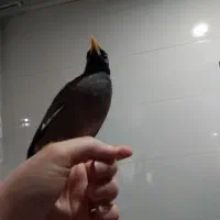 مرغ مینا|پرنده|کرج, کلاک پایین|دیوار