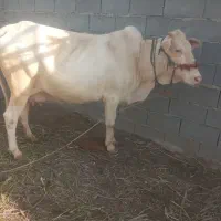 گاووگوساله