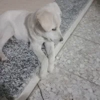 سگ پاپی