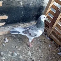 شازده هفرنگ ماده قولدور  پرشی بشرط