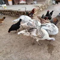 بوقلمون و خروس کردی