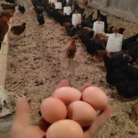 تخم مرغ بومی اصل   دانه‌ای ۸