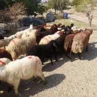 عرضه گوسفند بهداشتی با مکان مجهز خرید حضوری وارسال|حیوانات مزرعه|کرج, دهقان ویلا|دیوار