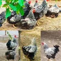 جوجه ویاندوت سیلور