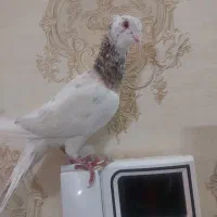 کفترا ماده همه